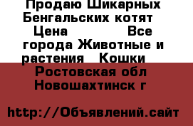 Продаю Шикарных Бенгальских котят › Цена ­ 17 000 - Все города Животные и растения » Кошки   . Ростовская обл.,Новошахтинск г.